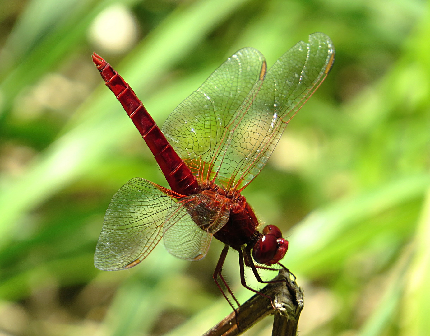 --- Feuerlibelle (Crocothemis erythraea) ---