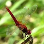 --- Feuerlibelle (Crocothemis erythraea) ---