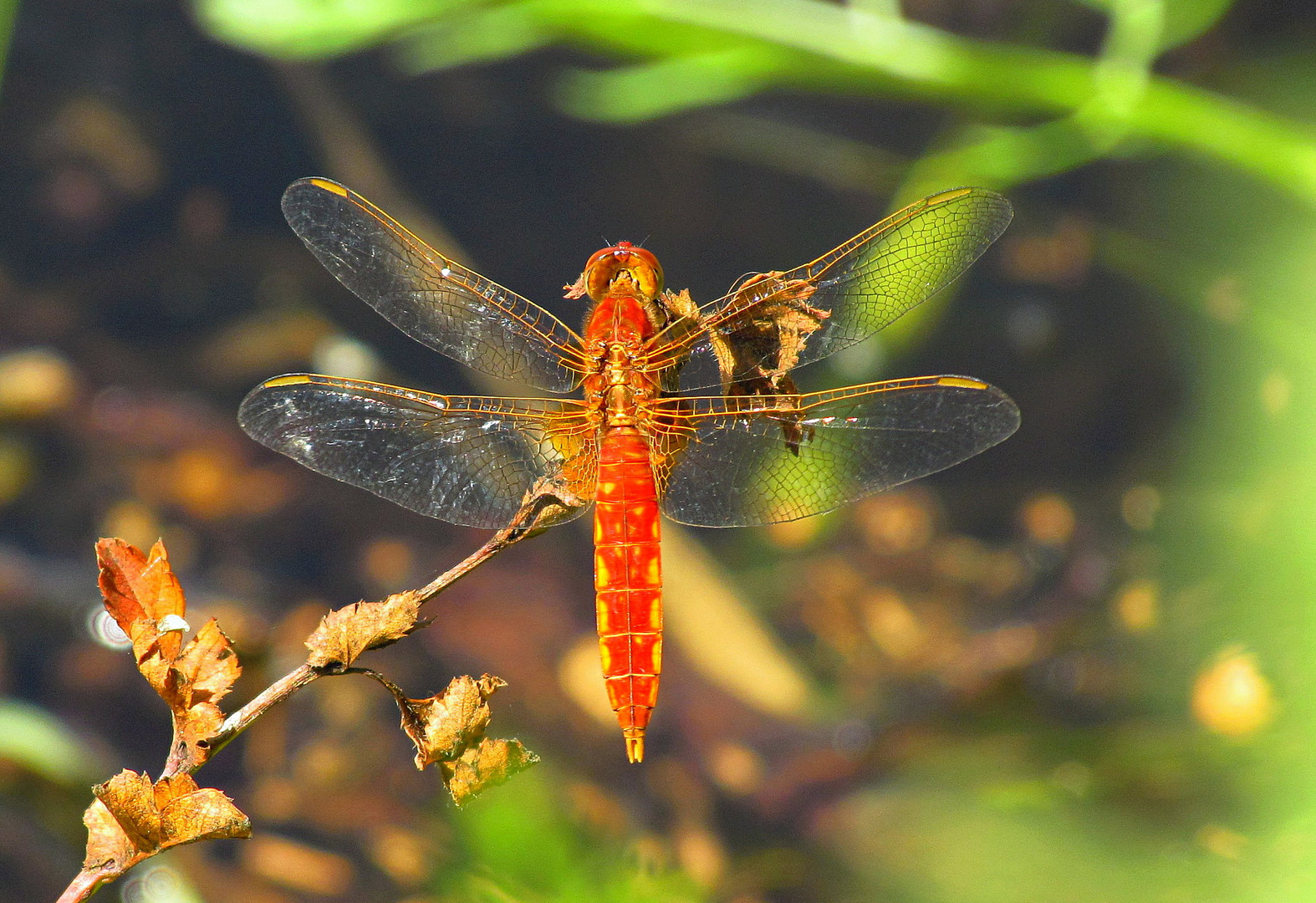 --- Feuerlibelle (Crocothemis erythraea) ---