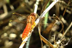 --- Feuerlibelle (Crocothemis erythraea) ---