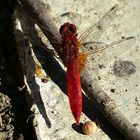 --- Feuerlibelle (Crocothemis erythraea) ---