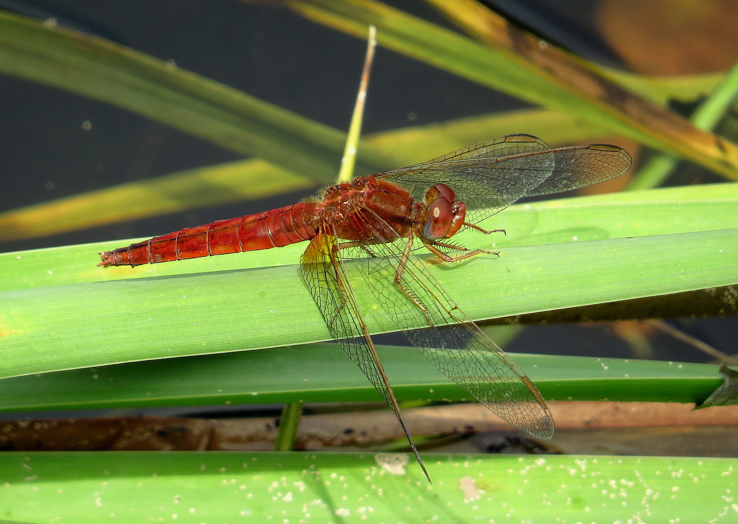 ... Feuerlibelle (Crocothemis erythraea) ...