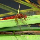 ... Feuerlibelle (Crocothemis erythraea) ...