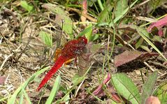 --- Feuerlibelle (Crocothemis erythraea) ---