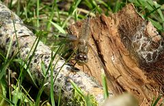 --- Feuerlibelle (Crocothemis erythraea) ---