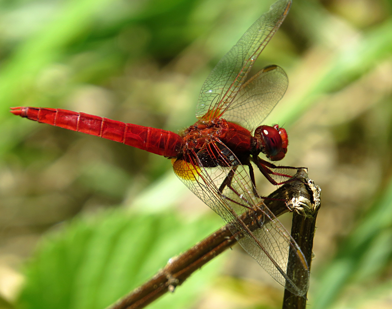 --- Feuerlibelle (Crocothemis erythraea) ---