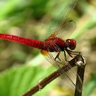 --- Feuerlibelle (Crocothemis erythraea) ---