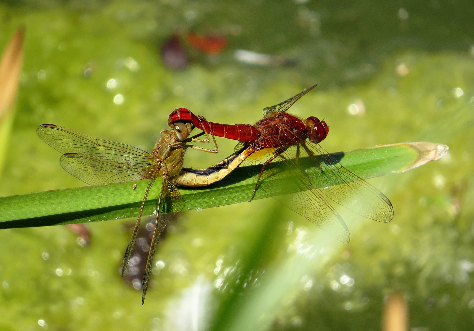 ... Feuerlibelle (Crocothemis erythraea) ...