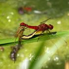 ... Feuerlibelle (Crocothemis erythraea) ...