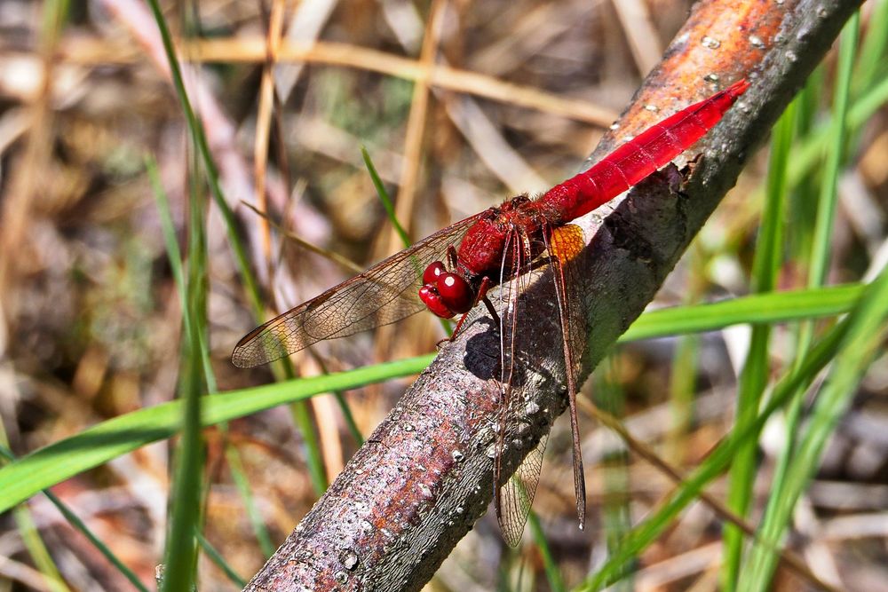 Feuerlibelle (Crocothemis erythraea)