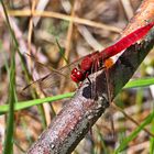 Feuerlibelle (Crocothemis erythraea)