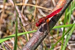 Feuerlibelle (Crocothemis erythraea)