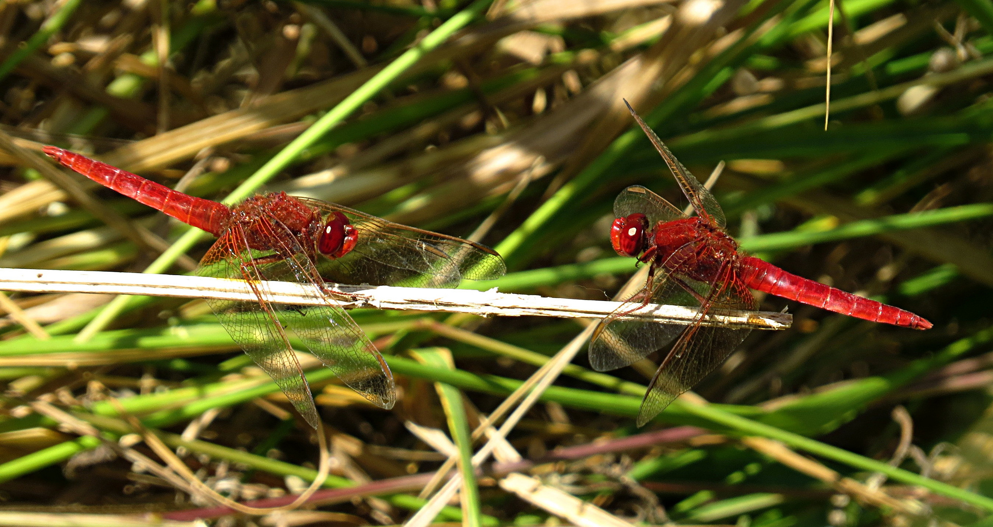 --- Feuerlibelle (Crocothemis erythraea) ---