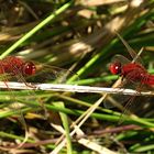 --- Feuerlibelle (Crocothemis erythraea) ---