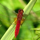 --- Feuerlibelle (Crocothemis erythraea) ---