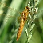 --- Feuerlibelle (Crocothemis erythraea) ---