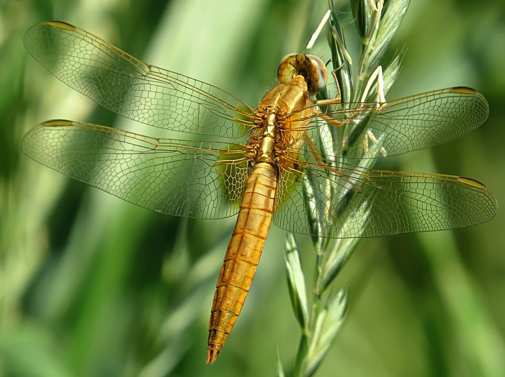 --- Feuerlibelle (Crocothemis erythraea) ---