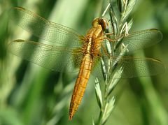 --- Feuerlibelle (Crocothemis erythraea) ---