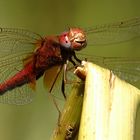 --- Feuerlibelle (Crocothemis erythraea) ---