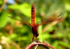 --- Feuerlibelle (Crocothemis erythraea) ---