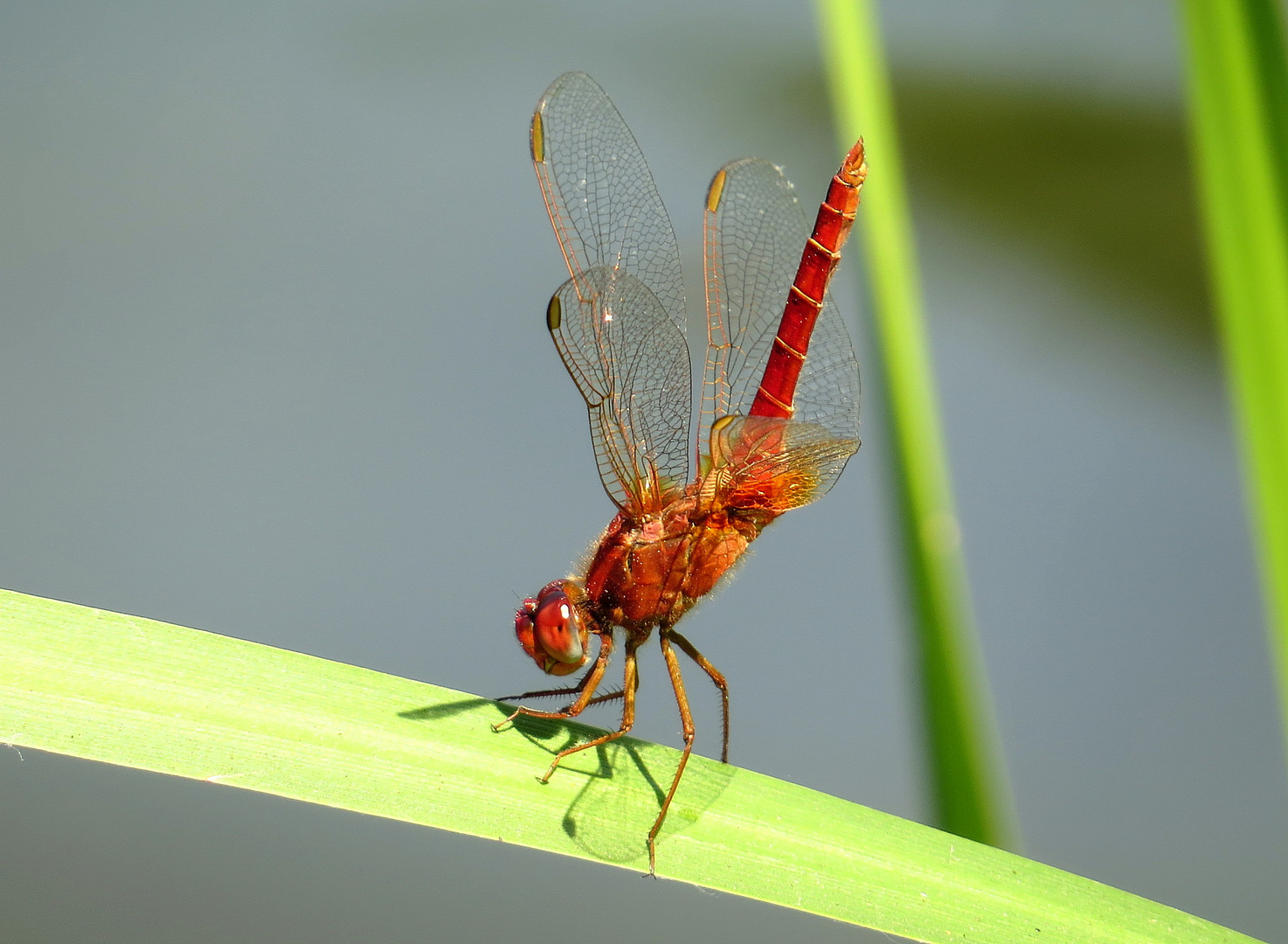 ... Feuerlibelle (Crocothemis erythraea) ...