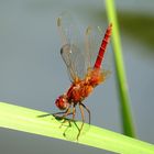 ... Feuerlibelle (Crocothemis erythraea) ...