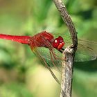 --- Feuerlibelle (Crocothemis erythraea) ---