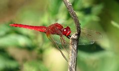 --- Feuerlibelle (Crocothemis erythraea) ---