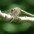 --- Feuerlibelle (Crocothemis erythraea) ---