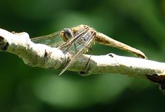 --- Feuerlibelle (Crocothemis erythraea) ---