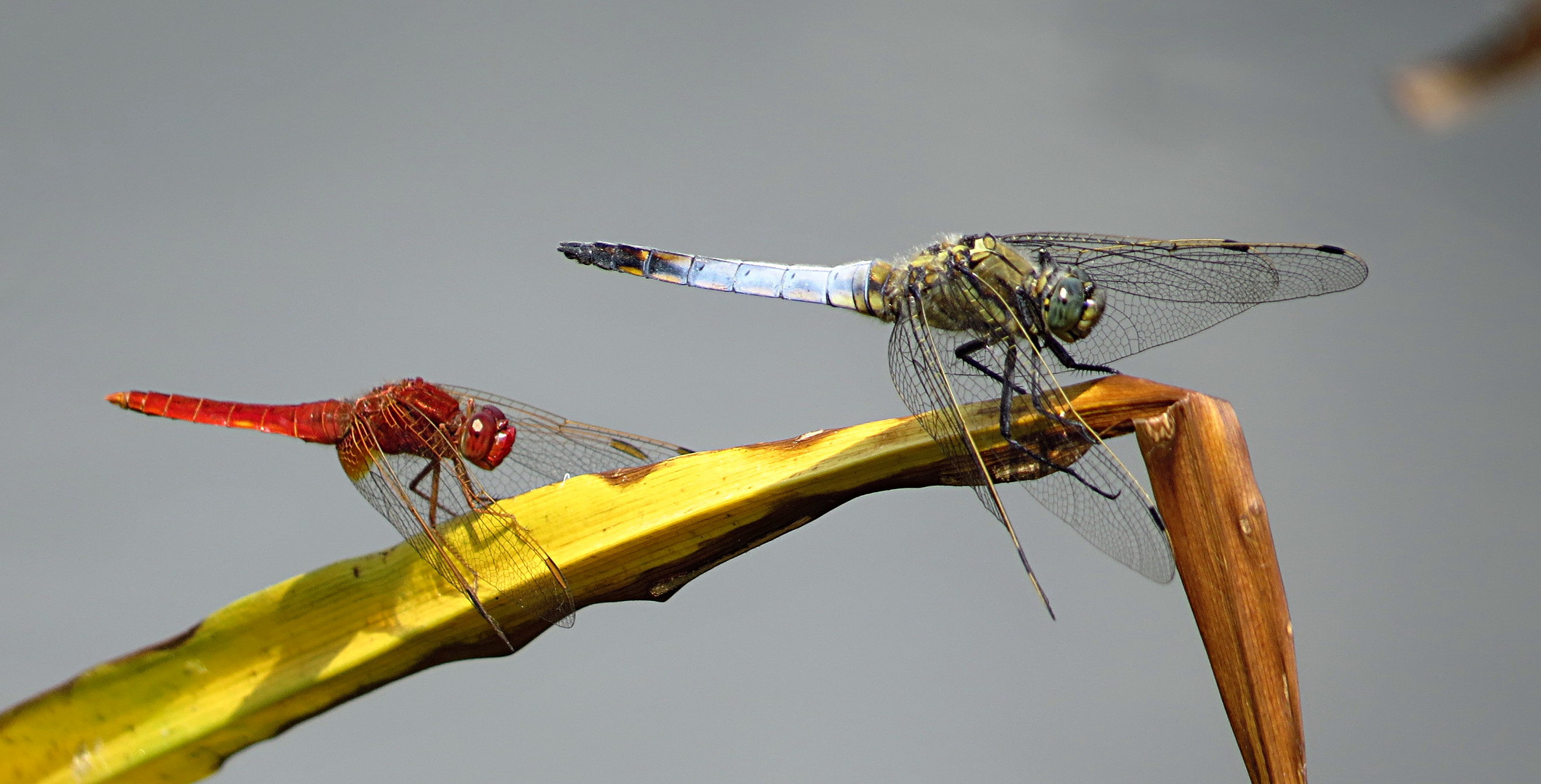 --- Feuerlibelle (Crocothemis erythraea) ---