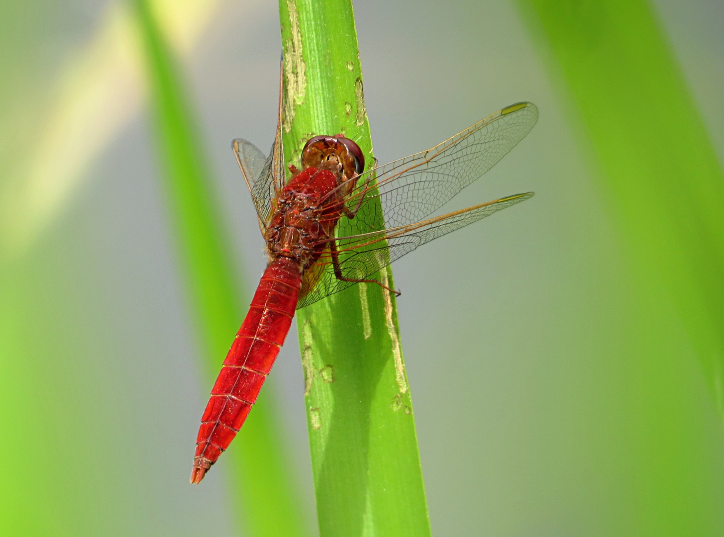 --- Feuerlibelle (Crocothemis erythraea) ---