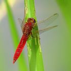 --- Feuerlibelle (Crocothemis erythraea) ---