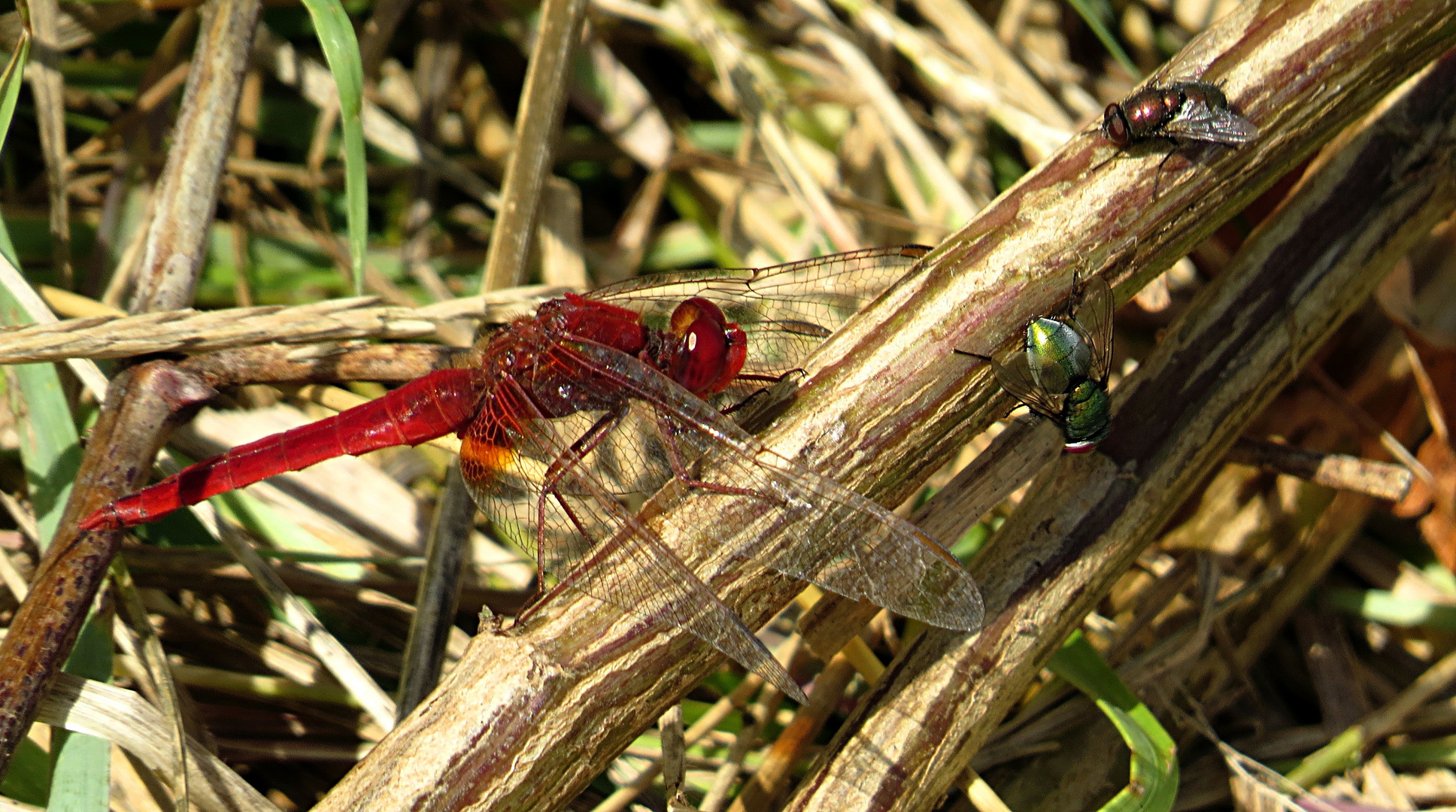 --- Feuerlibelle (Crocothemis erythraea) ---