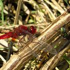 --- Feuerlibelle (Crocothemis erythraea) ---