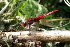 --- Feuerlibelle (Crocothemis erythraea) ---