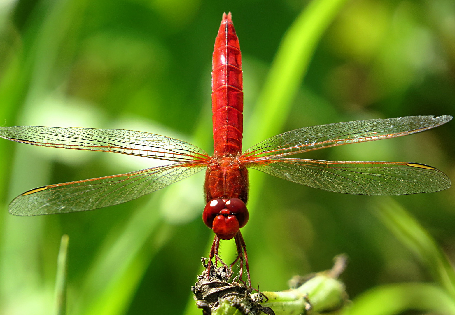 --- Feuerlibelle (Crocothemis erythraea) ---