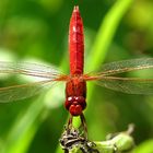 --- Feuerlibelle (Crocothemis erythraea) ---