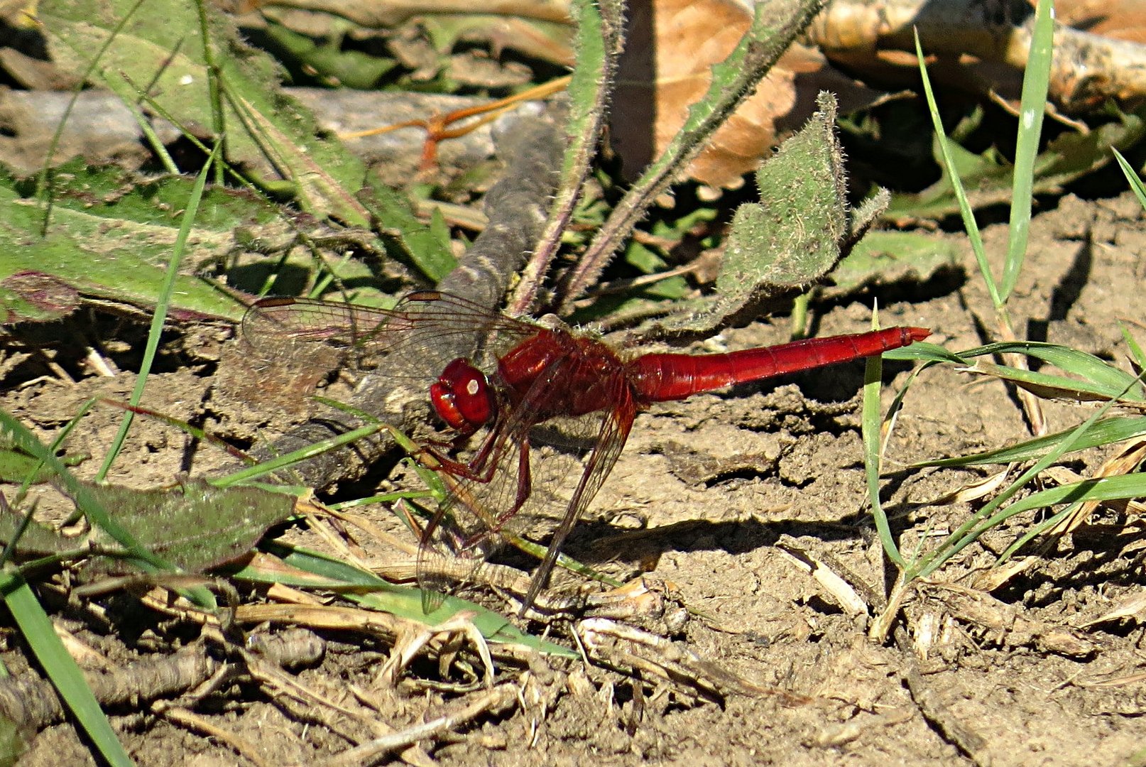 --- Feuerlibelle (Crocothemis erythraea) ---