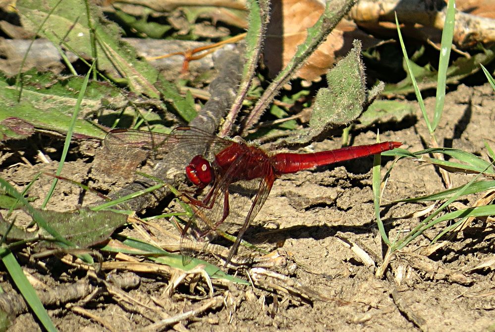 --- Feuerlibelle (Crocothemis erythraea) ---