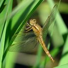 Feuerlibelle (Crocothemis erythraea) ein weiteres junges Weibchen