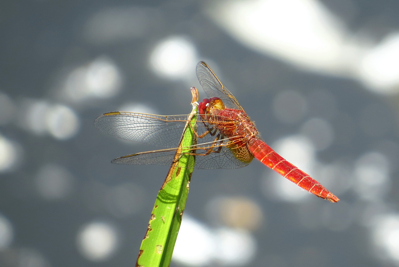 ... Feuerlibelle (Crocothemis erythraea) ...