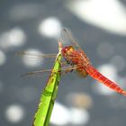 ... Feuerlibelle (Crocothemis erythraea) ...