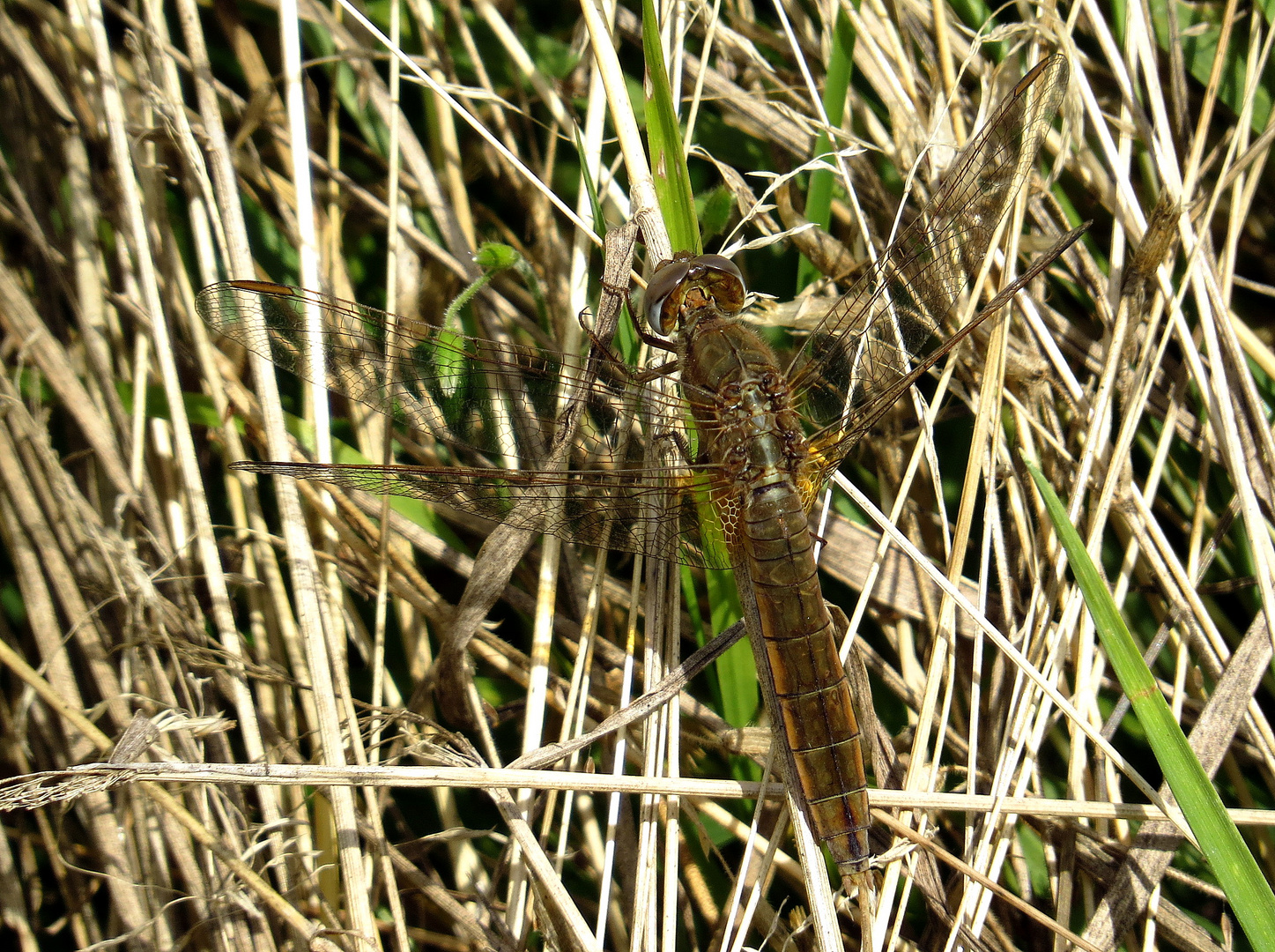 ... Feuerlibelle (Crocothemis erythraea) ...