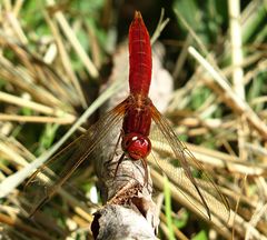 --- Feuerlibelle (Crocothemis erythraea) ---