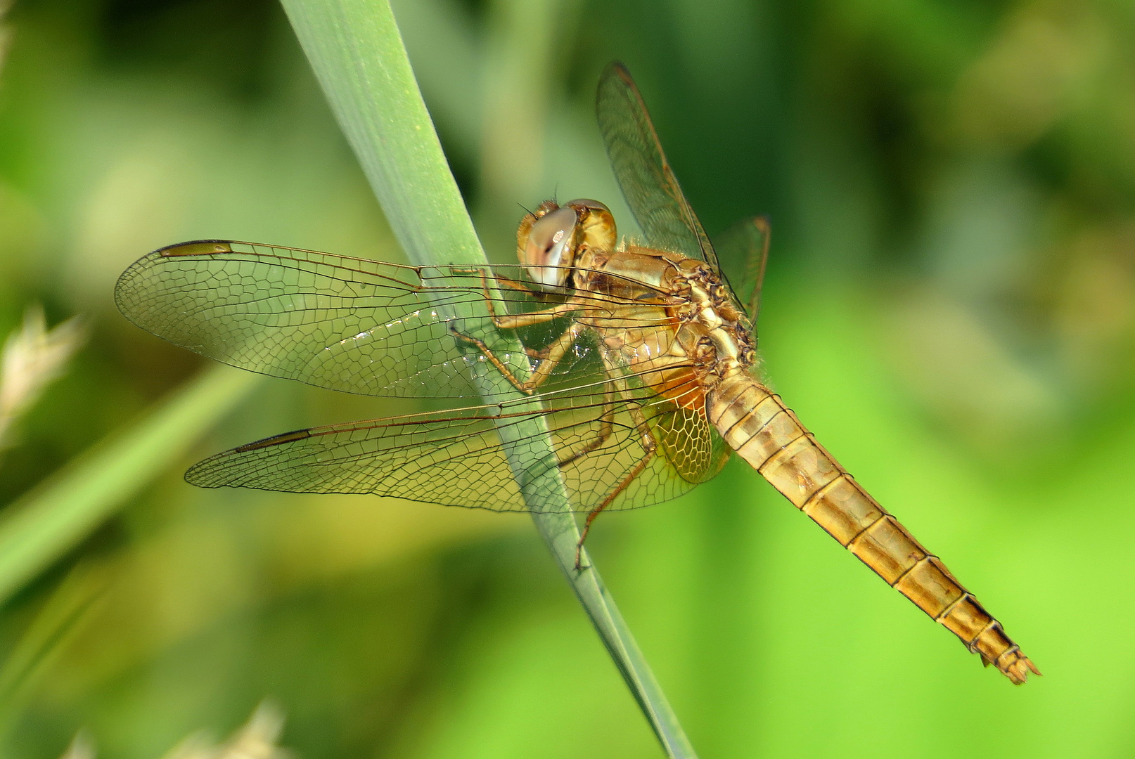 ... Feuerlibelle (Crocothemis erythraea) ...