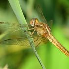 ... Feuerlibelle (Crocothemis erythraea) ...