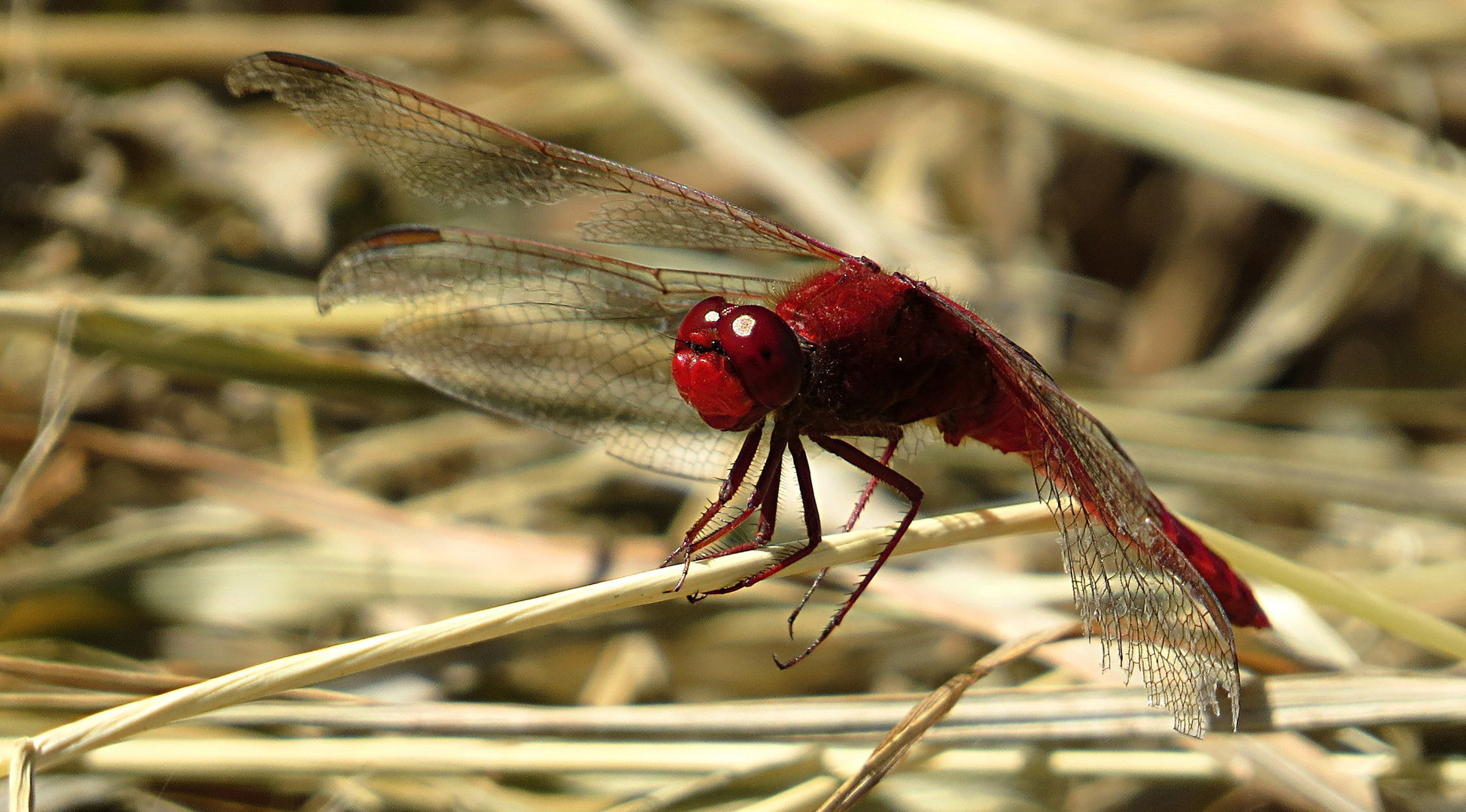 --- Feuerlibelle (Crocothemis erythraea) ---