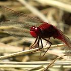 --- Feuerlibelle (Crocothemis erythraea) ---