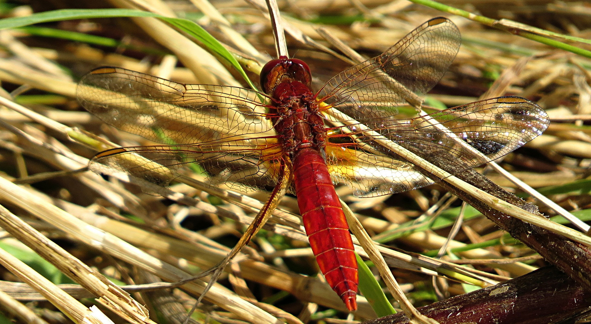 --- Feuerlibelle (Crocothemis erythraea) ---